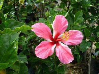 Hibiscus Wallpaper Flower Image And Desktop