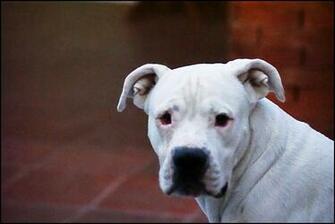 Watching Dogo Guatemalteco Photo And Wallpaper Beautiful