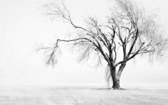 Tree Wallpaper Black And White Net