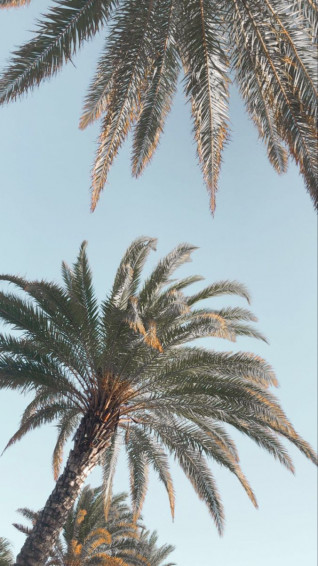 Aesthetic Palm Trees Wallpaper