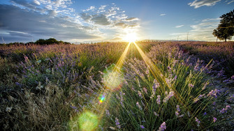 Wildflower Wallpaper