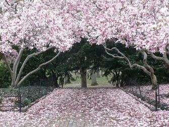 Spring In Central Park New York Beautiful Places Bucket