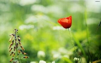 Red Poppy Wallpaper Kb