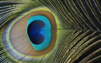 Peacock Feather Patterns Oldtimewallpaper Antique