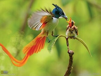 Bird Of Paradise