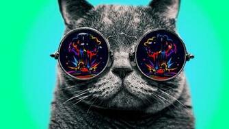 Cat With Cool Glasses HD Wallpaper
