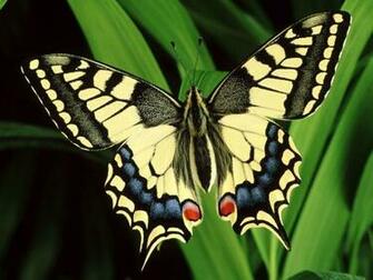 Butterfly Wallpaper Butterflies