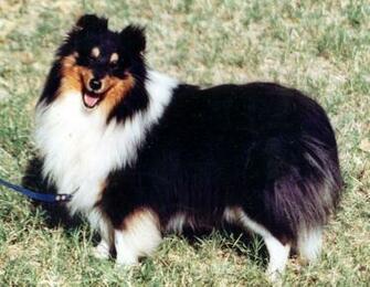 Shetland Sheepdog Wallpaper