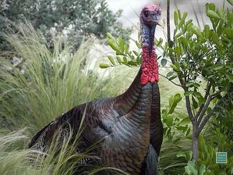 Wild Turkey Desktop Background
