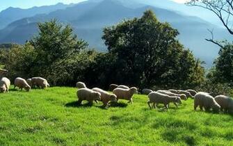 Sheep Computer Wallpaper Desktop Background Id