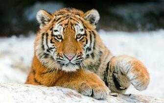 Cute Tiger Wallpaper