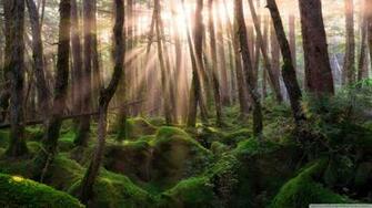 Pine Forest Sunrise 4k HD Desktop Wallpaper For Ultra Tv
