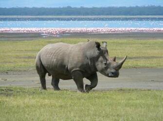 File White Rhino In Lake Nakuru Jpg