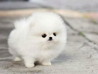 Teacup Pomeranian Puppy Maggie Wallpaper HD