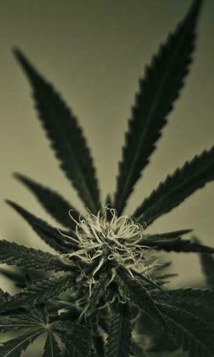 HD Weed Wallpaper Live