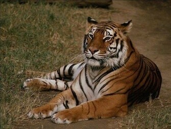 Siberian Tiger Screensaver Screensavers