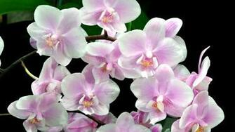 Orchid Flowers Wallpaper