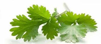 Kripalu Recipe Cilantro Mint Chutney
