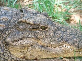 Crocodile HD Desktop Wallpaper
