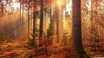 Autumn Forest Path 4k HD Desktop Wallpaper For Ultra Tv