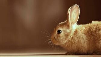 Description Cute Bunny HD Wallpaper Is A Hi Res For Pc