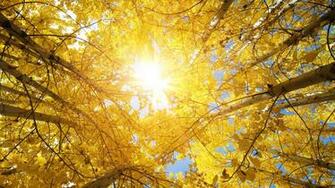 Aspen Trees Wallpaper Desktop