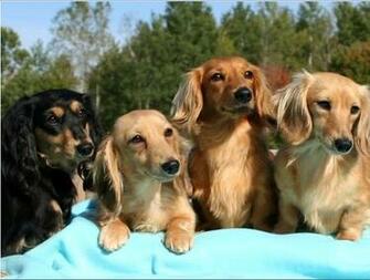 Dachshund Theme For Windows Pimp Your Gadgets