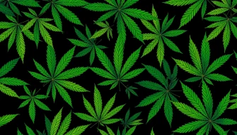 Marijuana Leaf Wallpaper