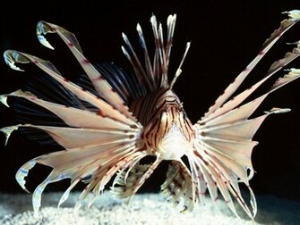 Marine Life Of The Deep Sea HD Wallpaper Background