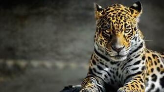 Big Cat HD Wallpaper At Wallpaperbro