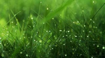 Desktop Grass HD Wallpaper Net