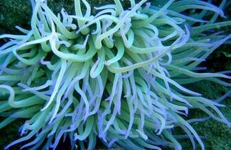 Purple Sea Anemone Anemones Are Groovy