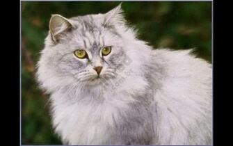 Cats Screen Saver Protetor De Tela