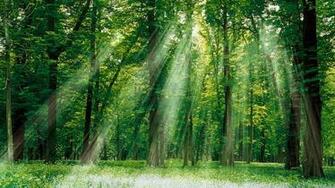 Stock Photos Forest Trees HD Wallpaper Fullsize