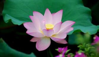 Pink Lotus Flower Wallpaper Pictures Image