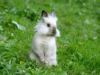 Bunny Wallpaper Adorablay Animals