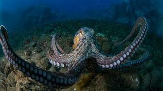 Octopus Desktop Wallpaper HD Widesreen3840x2400