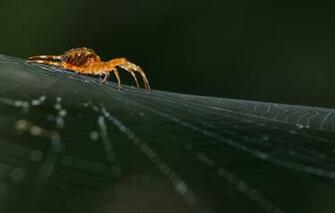 Wallpaper Macro Nature Web Spider