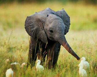 Cute Baby Elephant HD Wallpaper Daily Background In
