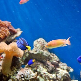 Coral Reef Wallpaper For iPad And Galaxy Tab Tablet