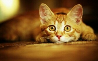 To Examine I In A Daki Kedi Mamasi Mamas Immagini