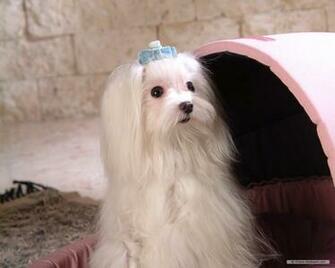 Wallpaper Maltese Dog Index