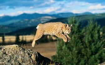 Bobcat Wallpaper