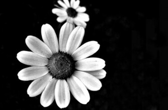 Black And White Flowers Photographyblack