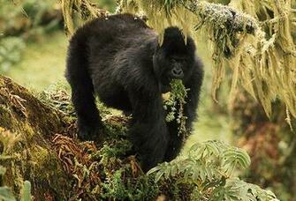 Image Of What We Care2 Update Sept Save Endangered Wild Animals