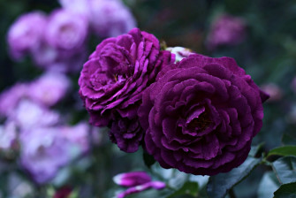 Stunning Purple Rose Wallpaper
