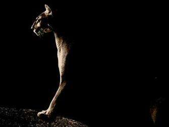 Puma Wallpaper Pictures Image