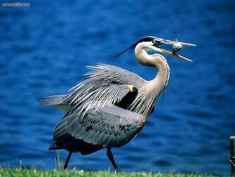 Animals Great Blue Heron Desktop Wallpaper Nr