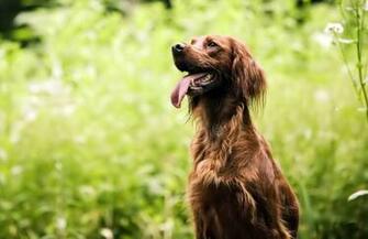 Irish Setter Dog Puppies Wallpaper