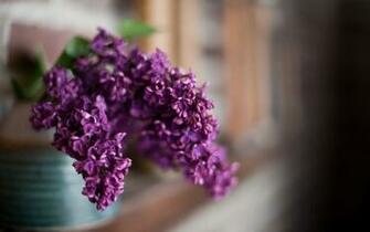 Flowers Lilac Macro